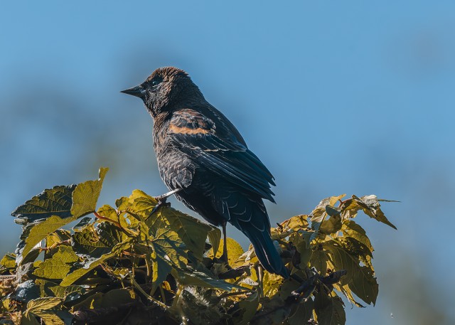 Shaw Bridge-2310111 46