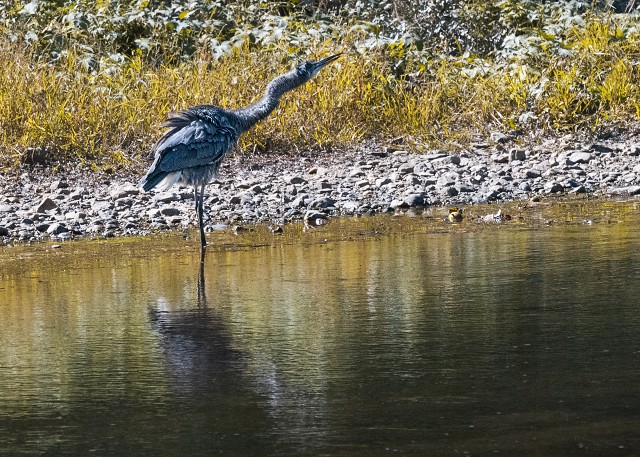 Shaw Bridge-231011 82